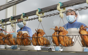 德州扒鸡哪家正宗？凤起牌扒鸡三十年传承技艺成行业新宠